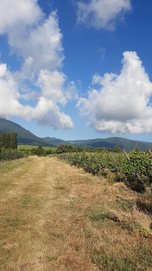 Ravissant Studio Dans Un Cadre Agreable Soultz-Haut-Rhin Exteriör bild